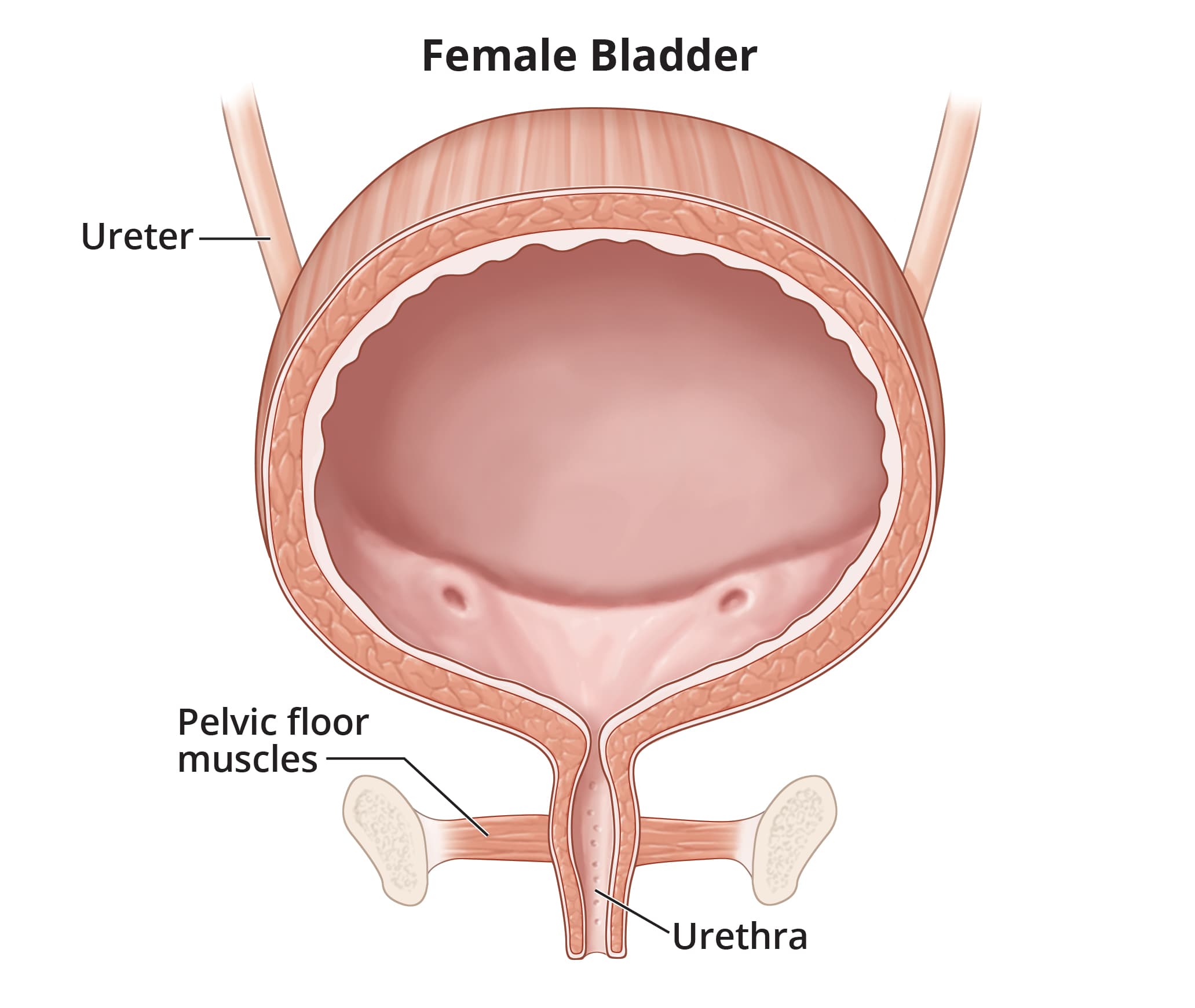 NIDDK female bladder cutaway showing the ureters, urethra and pelvic-floor muscles below the bladder.